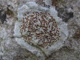 Caloplaca crenularia image