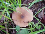 Image of Clitocybe agrestis