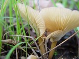 Clitocybe agrestis image