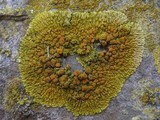 Caloplaca saxicola image