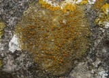Caloplaca dalmatica image