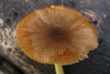 Bolbitius reticulatus image