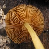 Bolbitius reticulatus image