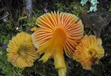 Hygrocybe aurantiosplendens image