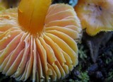 Hygrocybe aurantiosplendens image