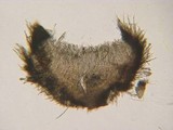 Lachnum corticale image