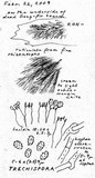 Phlebiella christiansenii image