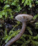 Arrhenia epichysium image