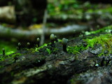 Holwaya mucida image