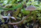 Simocybe centunculus var. centunculus image