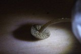 Simocybe centunculus var. centunculus image