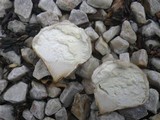 Calvatia fragilis image