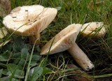 Lactarius pubescens var. betulae image