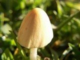 Conocybe apala image
