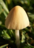 Conocybe apala image
