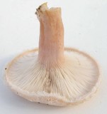 Lactarius pubescens var. betulae image