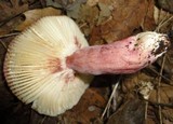 Russula mariae image