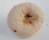 Lactarius pubescens var. betulae image