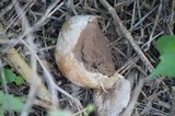 Scleroderma bovista image