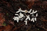 Arcyria cinerea image