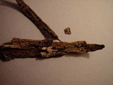 Gloniopsis praelonga image