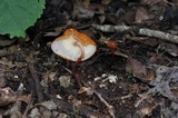 Marasmius cladophyllus image