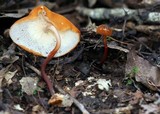 Marasmius cladophyllus image