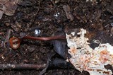 Marasmius cladophyllus image