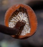 Marasmius cladophyllus image