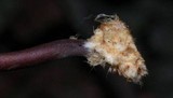 Marasmius cladophyllus image
