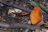 Marasmius cladophyllus image