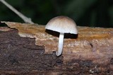 Pluteus longistriatus image