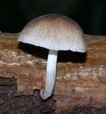 Pluteus longistriatus image