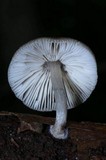Pluteus longistriatus image