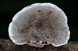 Daedalea flavida image