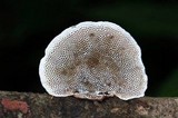 Daedalea flavida image