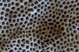 Daedalea flavida image