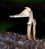 Auriscalpium villipes image