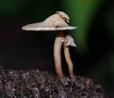 Auriscalpium villipes image