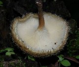 Lentinus berteroi image