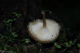 Lentinus berteroi image