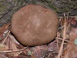 Boletus subtomentosus image
