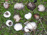 Bovista plumbea image