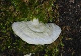 Gloeoporus dichrous image