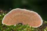 Gloeoporus dichrous image