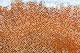 Gloeoporus dichrous image