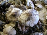 Leucoagaricus americanus image