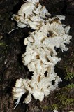 Hydnopolyporus fimbriatus image