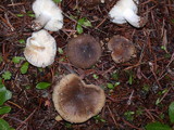 Russula amoenolens image