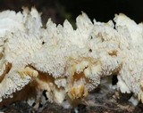 Hydnopolyporus fimbriatus image